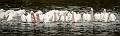 image by Kirms Photography White Pelican-5